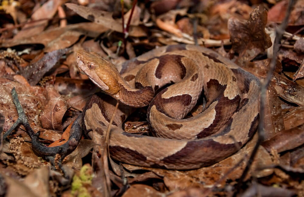 copperhead in the leaves