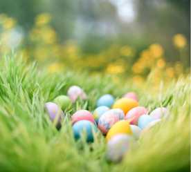 Easter colored eggs in tall, wispy grass