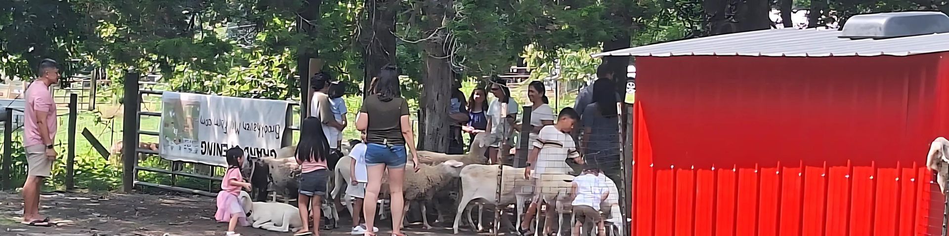 petting farm area