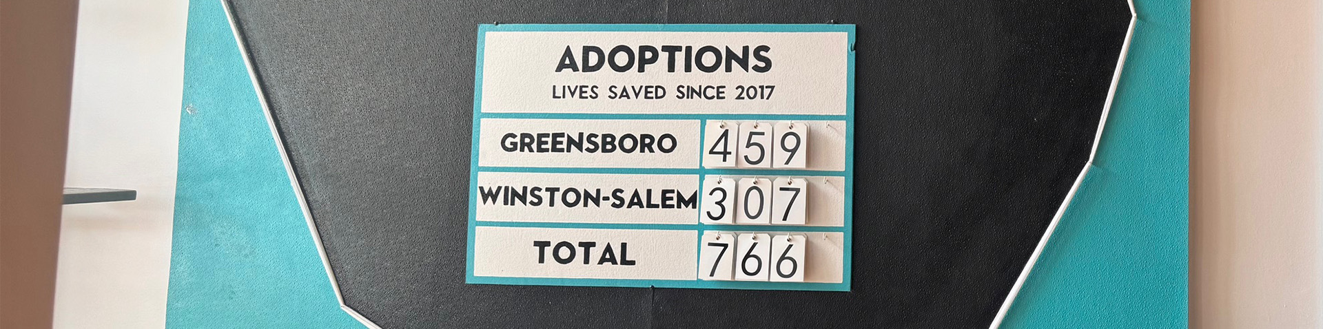 close-up of how many cat adoptions have occurred