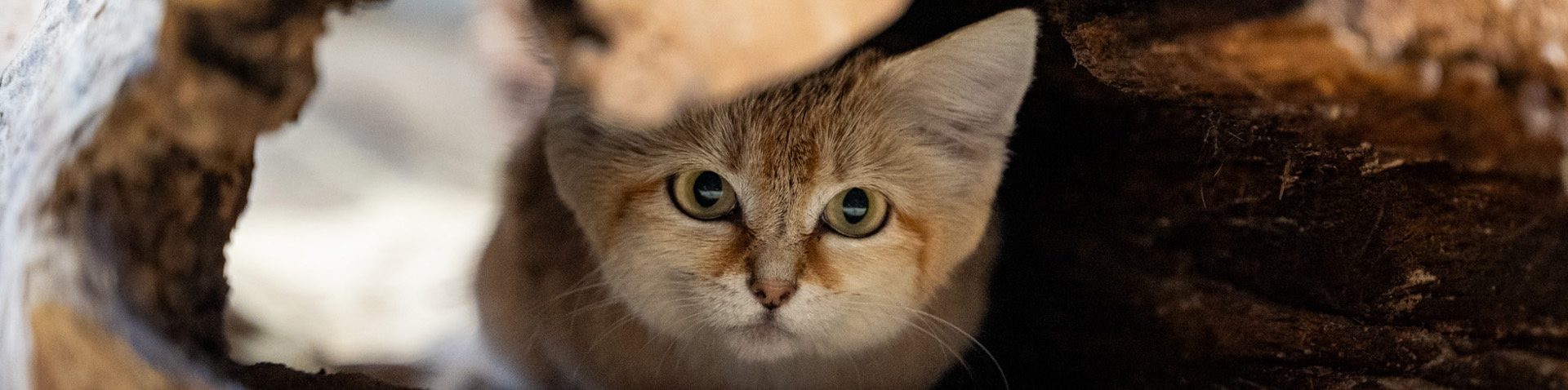 a sandcat looking from its hiding spot