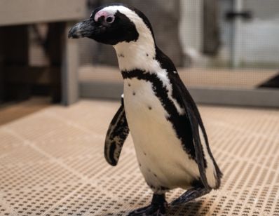 close-up of a penguin walking