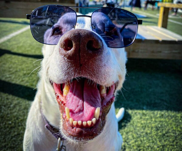smiling dog in sunglasses