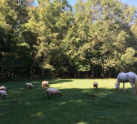 a view of a pasture with horses and other animals