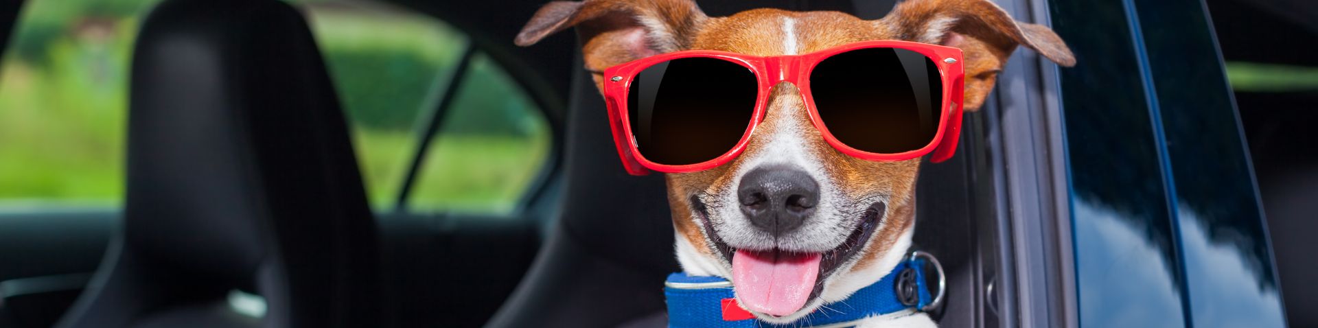 a dog with sunglasses in a car