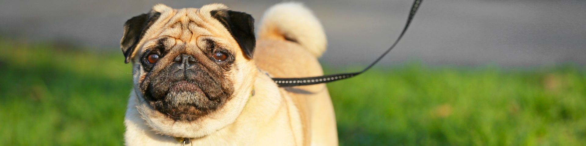 a pug on a leash
