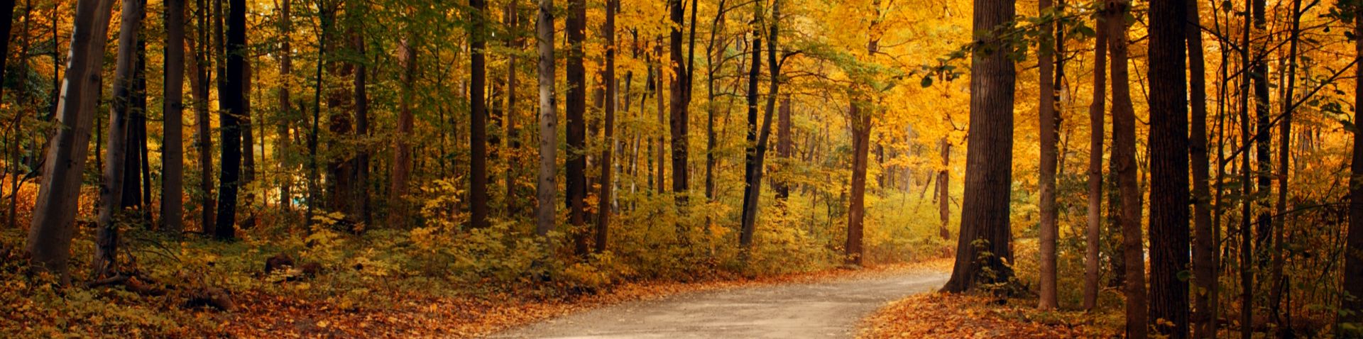 a beautiful picture of a road surrounded by fall-colored foilage