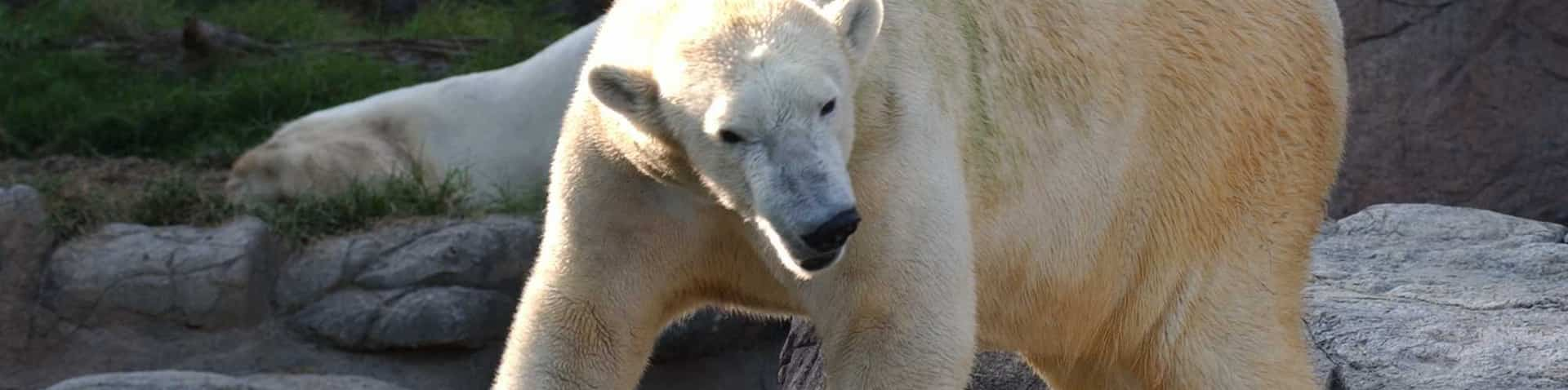 polar bear at NC Zoo