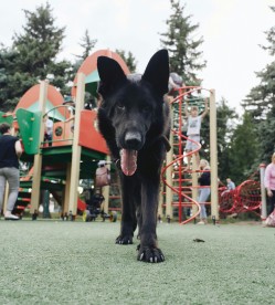Greensboro National Pet Day